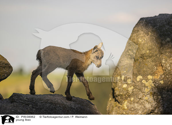 junger Steinbock / young Ibex / PW-08962