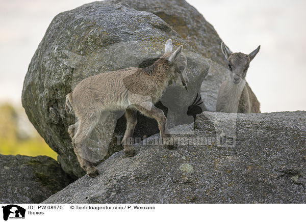 Steinbcke / Ibexes / PW-08970