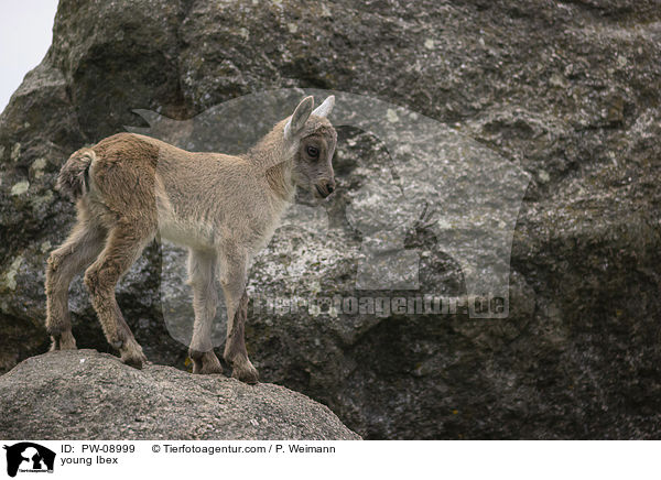 junger Steinbock / young Ibex / PW-08999