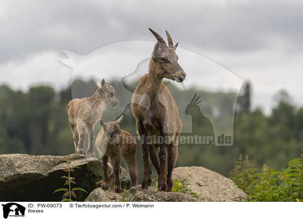 Steinbcke / Ibexes / PW-09073