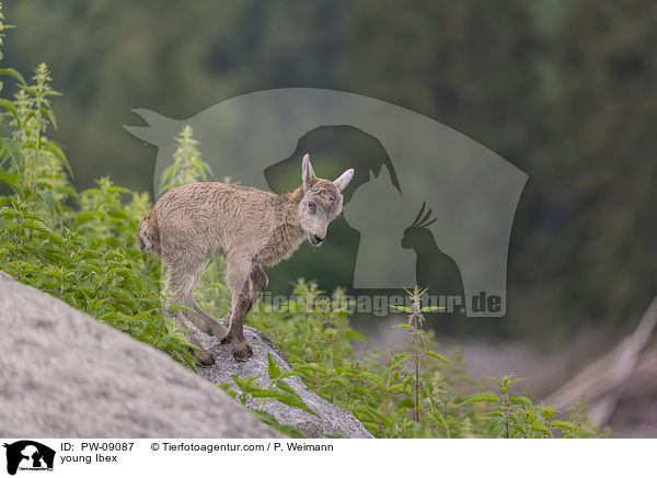 junger Steinbock / young Ibex / PW-09087