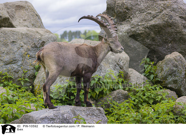 Steinbock / ibex / PW-10592