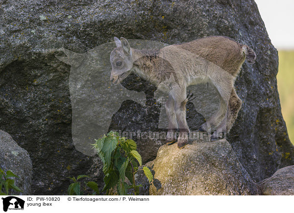 junger Steinbock / young ibex / PW-10820