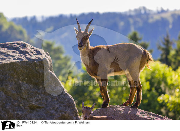 Steinbock / ibex / PW-10824