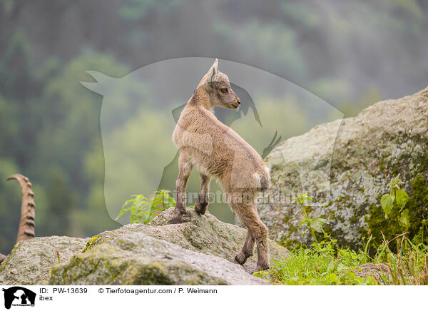 Steinbock / ibex / PW-13639