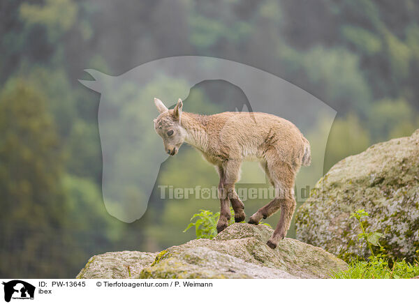 Steinbock / ibex / PW-13645