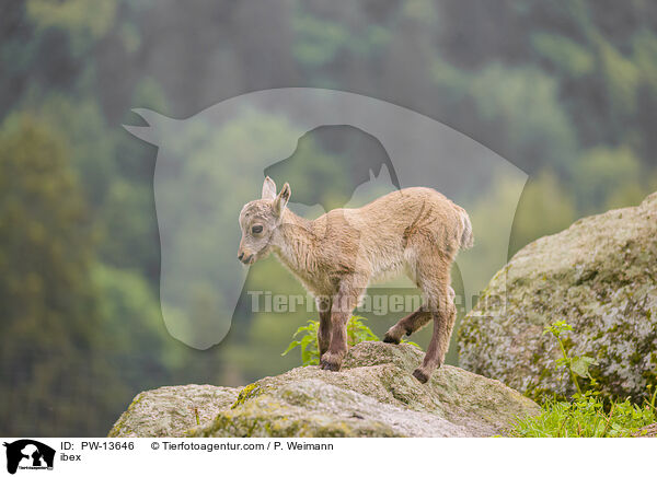 Steinbock / ibex / PW-13646