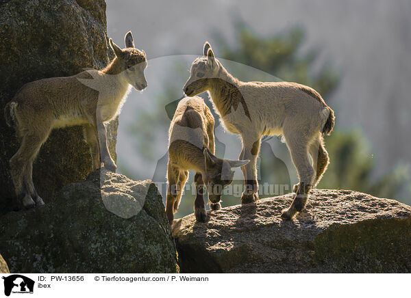 Steinbock / ibex / PW-13656