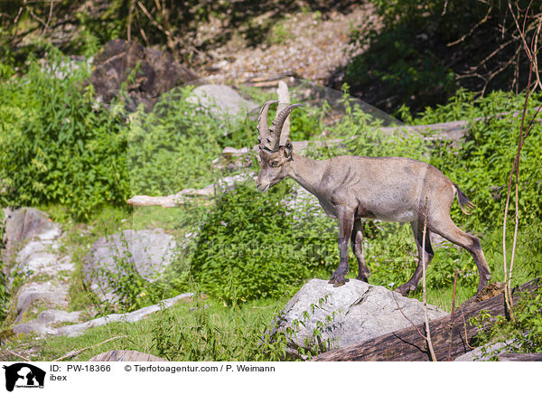 Steinbock / ibex / PW-18366