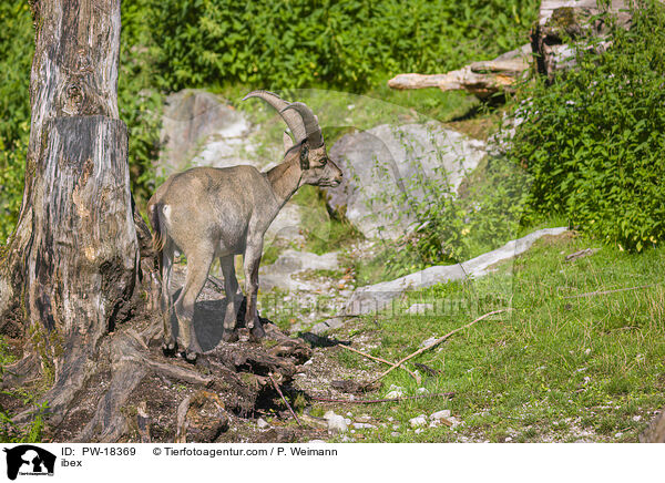 Steinbock / ibex / PW-18369