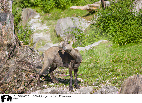 Steinbock / ibex / PW-18370