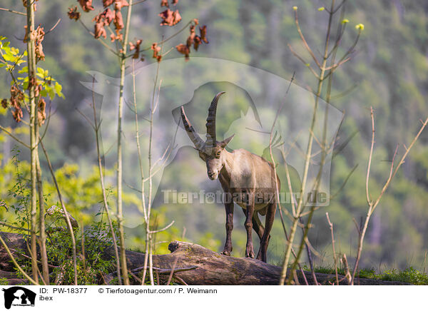 Steinbock / ibex / PW-18377