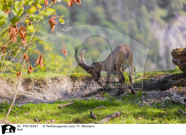 Steinbock / ibex / PW-18381