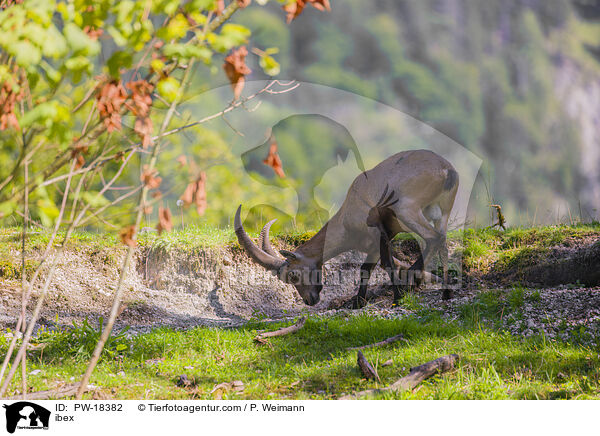 Steinbock / ibex / PW-18382