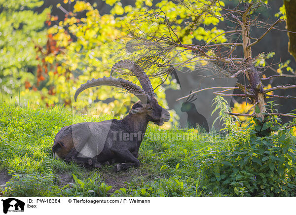 Steinbock / ibex / PW-18384