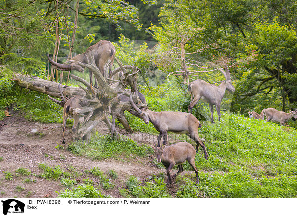 Steinbock / ibex / PW-18396