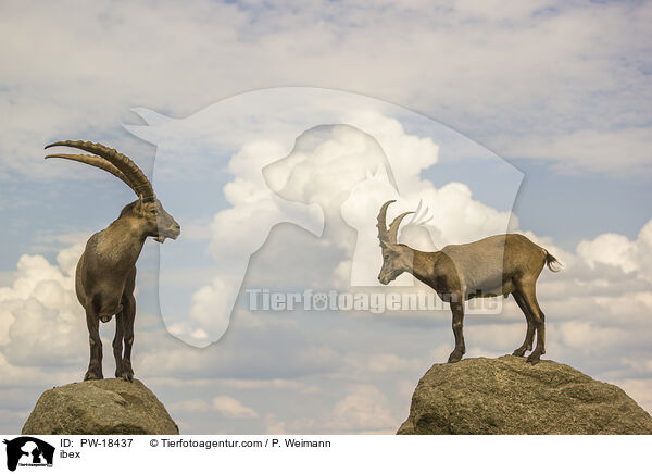 Steinbock / ibex / PW-18437