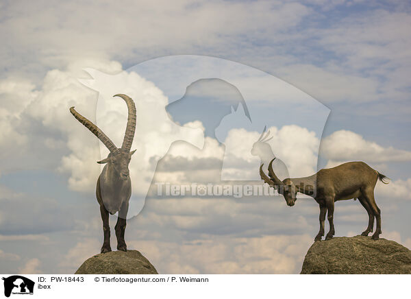 Steinbock / ibex / PW-18443