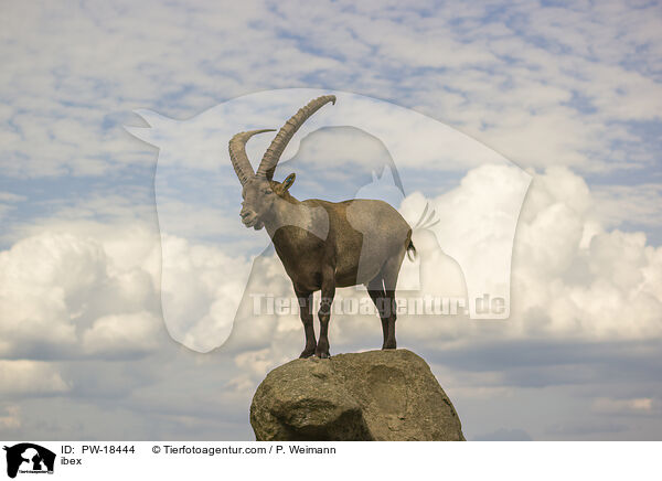 Steinbock / ibex / PW-18444