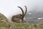 ibex