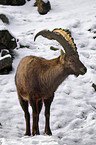 ibex