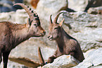 ibexes