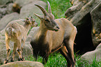 Alpine ibexes