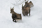 Alpine ibexes