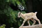 Alpine ibex