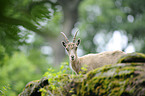 Alpine ibex