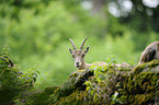 Alpine ibex