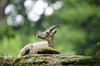 Alpine ibex