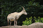 Alpine ibex