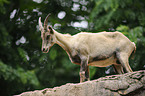 Alpine ibex