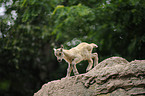 Alpine ibex