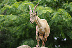 Alpine ibex