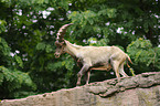 Alpine ibex