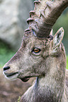 ibex