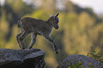 young Ibex