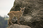 young Ibex