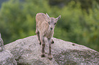 young Ibex