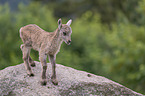 young Ibex