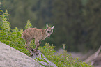 young Ibex