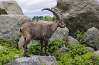 ibex