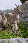 ibexes