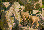 ibex