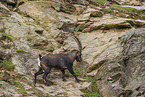 ibex