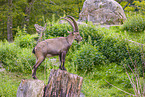 ibex