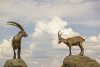 ibex