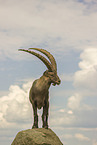 ibex